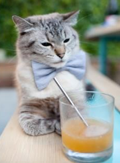 雷速体育直播-东契奇关键先生本色尽显，浙江队战术压制力克黄蜂